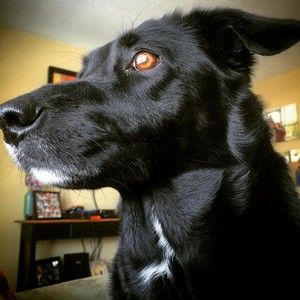 Meet your Posher, Adam